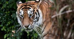 Nepal, Taj & Tigers (On The Go)