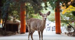 Osaka & Hiroshima Adventure (On The Go)