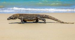 Bali, Lombok & Komodo (On The Go)