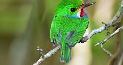 Cuba Birdwatching Adventure (On The Go)