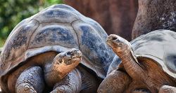 Ecuador & Galapagos Islands Explorer (On The Go)