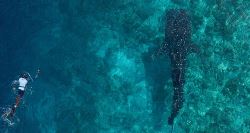 Maldives Whale Shark Conservation Cruise (On The Go)