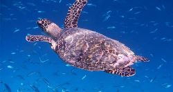 Maldives Baa Atoll Adventure (On The Go)