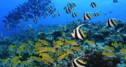 Maldives Goidhoo Atoll Adventure (On The Go)