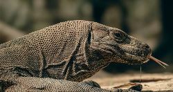 Highlights of Flores & Komodo (On The Go)