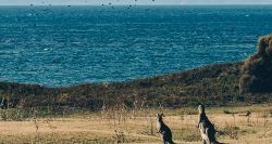 Tasmania Wilderness & Coast Discovery (On The Go)