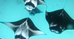 Private North Maldives Island Hopping (On The Go)