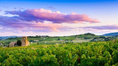 Discover the fabulous world of vineyards and wine, exceptional terroirs of the Rhône and Saône (port-to-port cruise) (Croisi Europe)