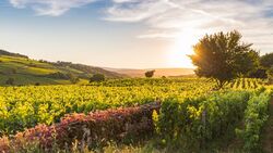 Exceptional Wine Tasting Cruise in Burgundy: Beaujolais Nouveau (port-to-port cruise) (CroisiEurope)
