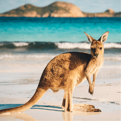 Australië Compleet (Nrv Holidays)