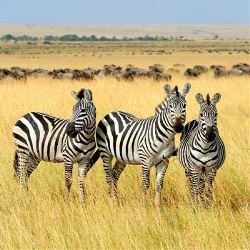Zuid-Afrika, Namibië, Botswana & Zimbabwe (Nrv Holidays)