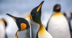 King Penguins of the Falklands and South Georgia - Expedition (Explore!)