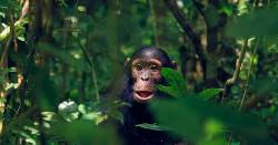 Uganda Gorilla and Chimp Safari (Explore!)