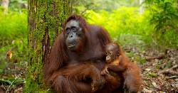 Borneo Wildlife Highlights (Explore!)