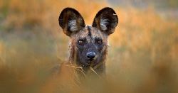 Zimbabwe and Botswana Wildlife Safari (Explore!)