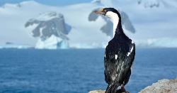 Classic Antarctica - Douglas Mawson (Explore!)