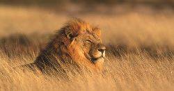 Family South Africa Safari and Beach Adventure (Explore!)