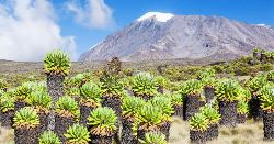 Kilimanjaro - Lemosho Trek (Explore!)