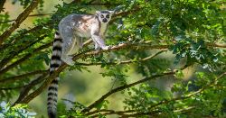 Madagascar: The Lost Continent (Explore!)