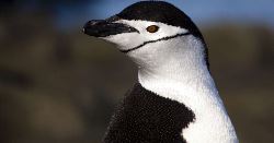Antarctic Circle - Expedition (Explore!)