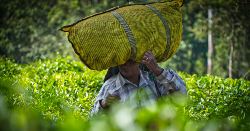 Upgraded - South India: Kerala to Goa (Explore!)