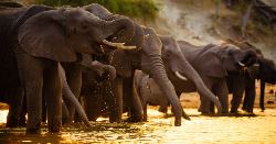 Upgraded - Botswana Wildlife Safari (Explore!)