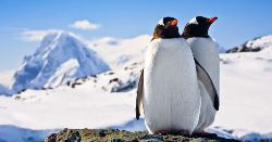 Antarctica Express - Fly and Cruise -  Douglas Mawson (Explore!)