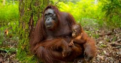 Family Borneo Wildlife Adventure (Explore!)