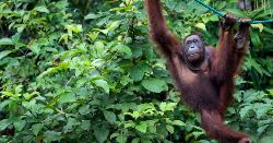 Borneo Sarawak Highlights (Explore!)