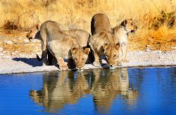Safari Etosha naar Victoria Falls (Van Verre)