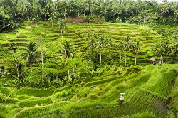 Hoogtepunten van Java en Bali (Van Verre)