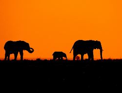 Karoo en Safari in Addo (Van Verre)