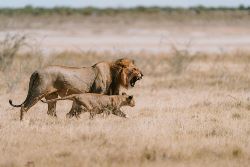 Op safari in Etosha (Van Verre)