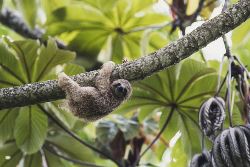 Hoogtepunten van Costa Rica (Van Verre)