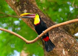 Dierenrijk Costa Rica (Van Verre)