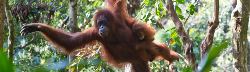 Familiereis Sumatra, Java en Bali (Sawadee)