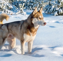 Groepsrondreis Lapland Winter - KylmÃ¤luoma (Sawadee)