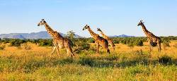 Tansania & Kenia: Masai Mara (Chamäleon)