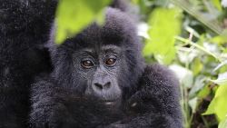 Best of Uganda (Tenzing)