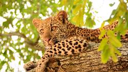 Discover Magnificent Eastern South Africa (Tenzing)
