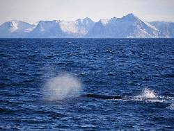 Lofoten und Vesterålen im Winterkleid (Wikinger)