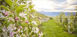 Apfelblüte in Südtirol (Wikinger)