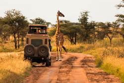 Safaris & Traumstrände zwischen Serengeti & Sansibar (Zeltvariante) (Wikinger)