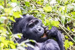 Gorilla-Safari (Wikinger)