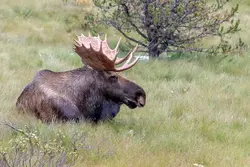 Höhepunkte Westkanadas (Wikinger)