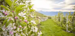 Zauberhafte Apfelblüte in Südtirol (Wikinger)