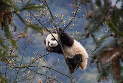 In Pursuit of Pandas (Wendy Wu Tours)