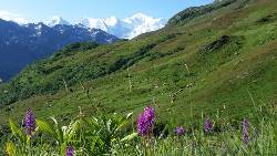 Frankrijk -  Haute Savoie, 9 dagen (SNP Natuurreizen)