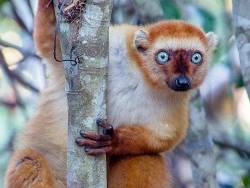 Madagascar -  Oog in oog met lemuren, 20 dagen (SNP Natuurreizen)