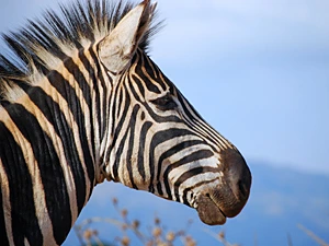 Pilanesberg: zorgeloos zebra's spotten (Riksja)